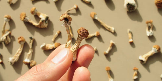 Penis Envy Spores: Your Guide to Sourcing and Growing This Unique Strain