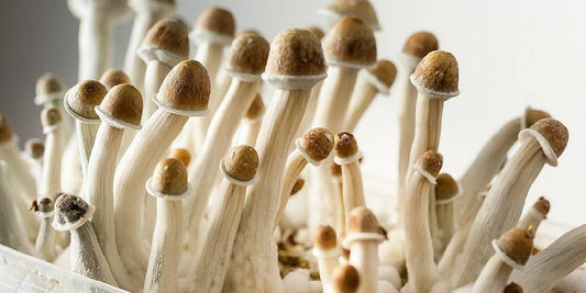 What Is Penis Envy? Unpacking the Myths and Facts of This Iconic Mushroom