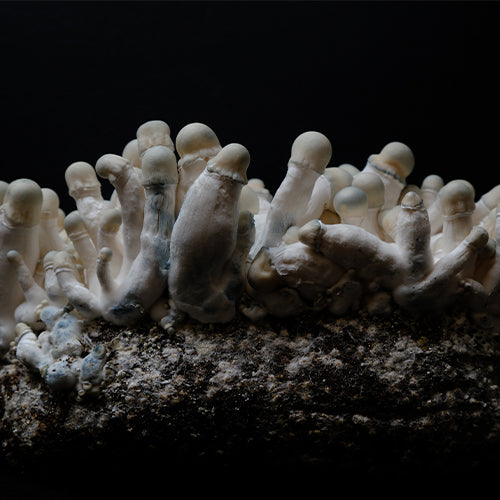 Albino Malabar Shakti