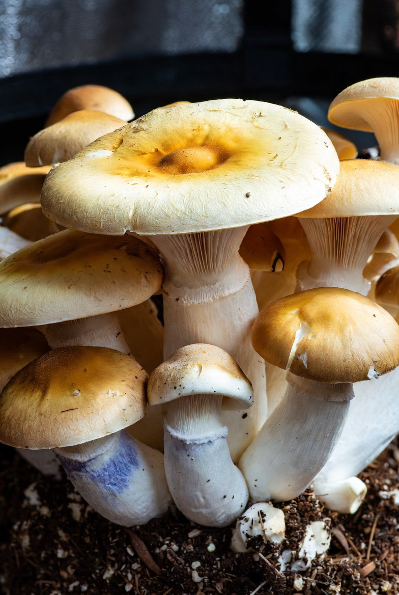 Growing Golden Teacher