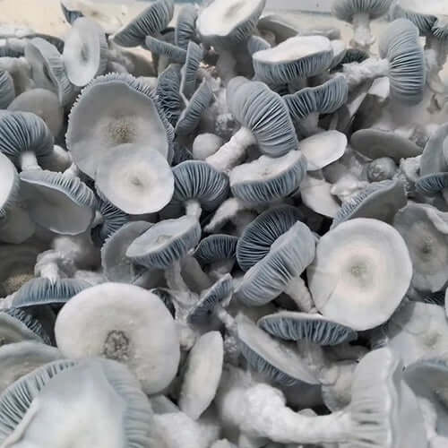 Jack Frost Mushroom Spore Syringe