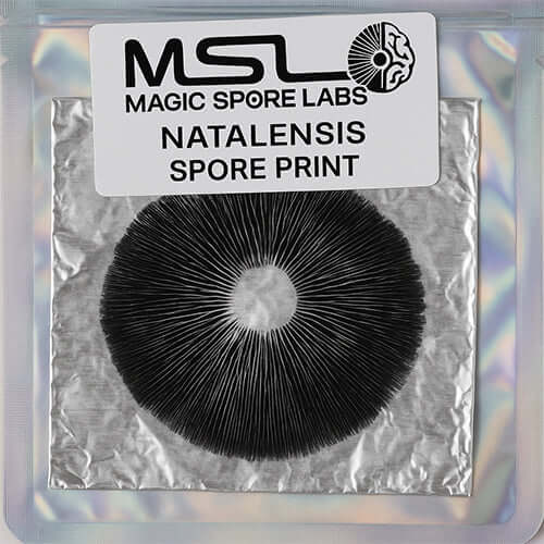 Natalensis Spore Print