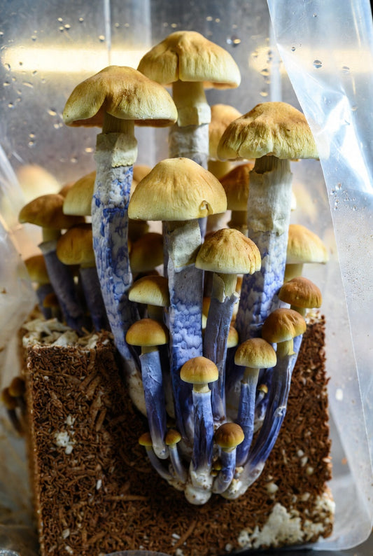 Glowing blue mushrooms on a brown base with a clear plastic cover