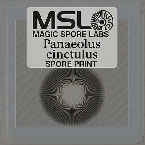 Panaeolus Cinctulus Spore Print