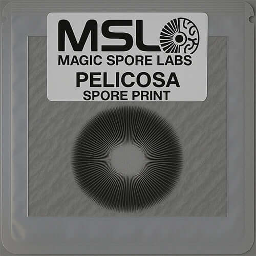 Pelicosa Spore Print