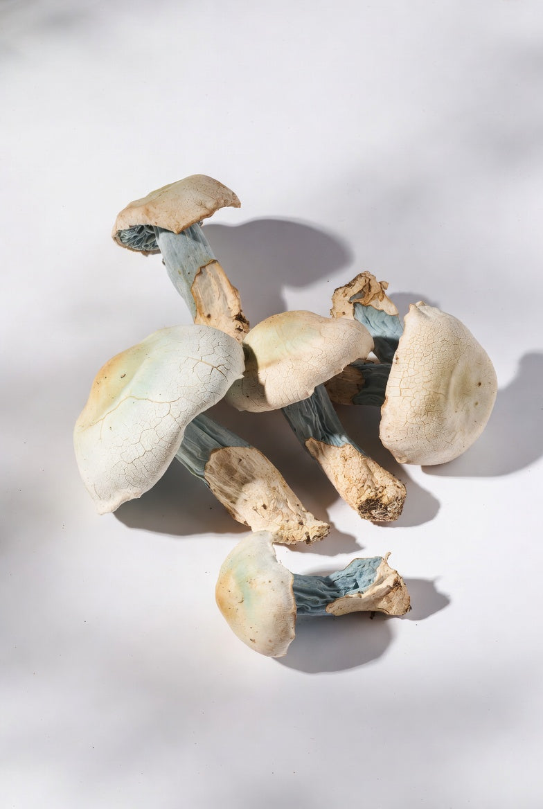 White Rabbit Mushroom Spore Syringe