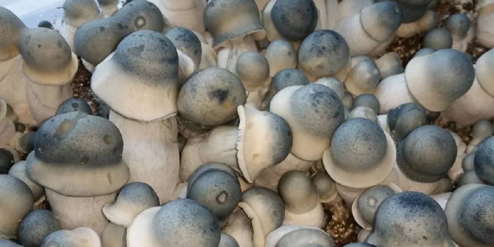Albino Penis Envy: What Makes This Mushroom Strain So Unique?
