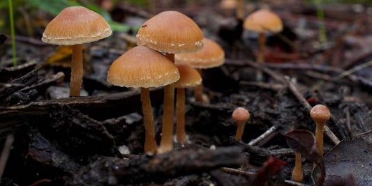 Exploring the Microcosms: The Fascinating World of Magic Mushroom Spores