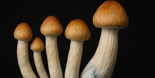 Penis Envy Mushrooms and Variants: The Ultimate Guide