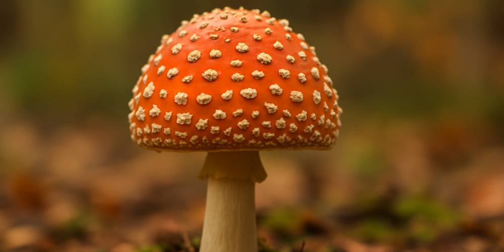 Spore Microscopy 101: Preparing Slides the Right Way (Without Cultivation)