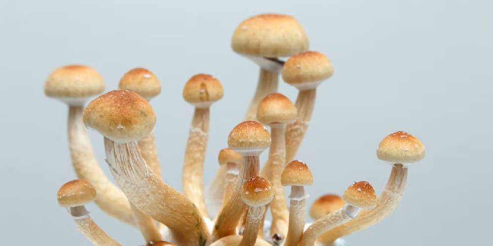 Troubleshooting Common Issues When Studying Psilocybe Cubensis Spores for Research