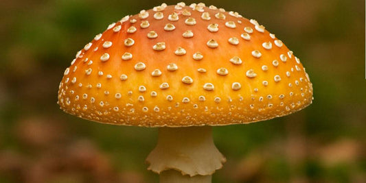 Where to Find High-Quality Mushroom Spores for Sale