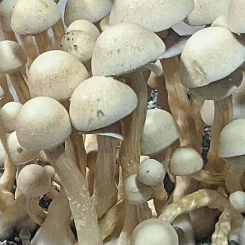 Tidal Wave APE Mushroom Spore Syringe