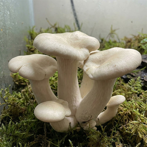 Albino Makilla Gorilla Mushroom Spores