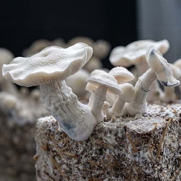 Close-up of white mushrooms growing on a textured surface with a blurred background