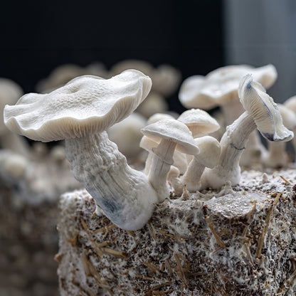 Close-up of white mushrooms growing on a textured surface with a blurred background