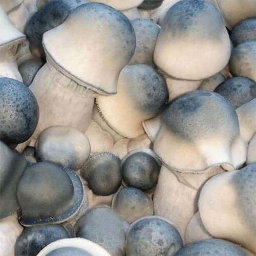 Albino Penis Envy Mushroom Spores Syringe