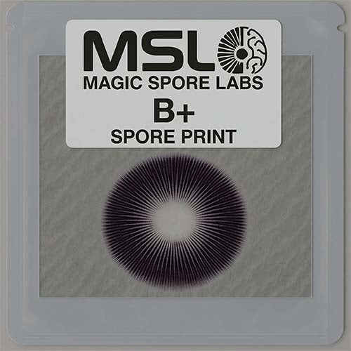 B + Mushroom Spore Prints