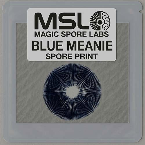 Blue Meanie Mushroom Spore Prints