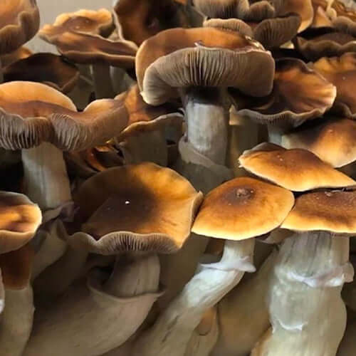 Blue Magnolia Mushroom Spore Syringe