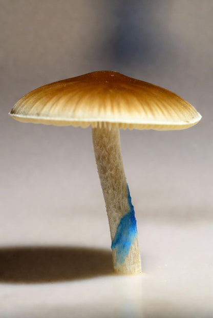Mushroom with a blue stripe on the stem against a neutral background