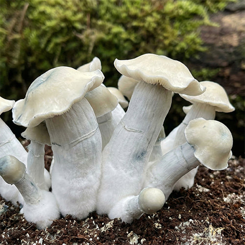 Bluey Vuitton Mushroom Spores