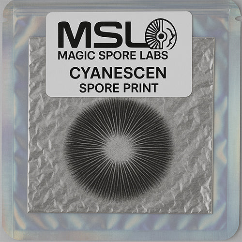 Cyanescen Spore Print