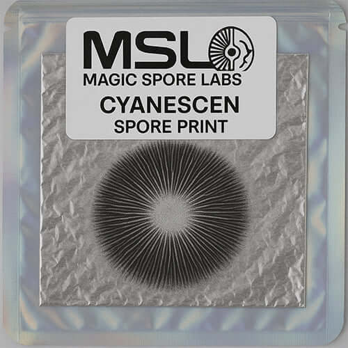 Cyanescen Mushroom Spore Print