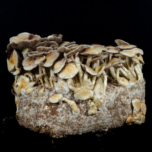 White Golden Teacher 