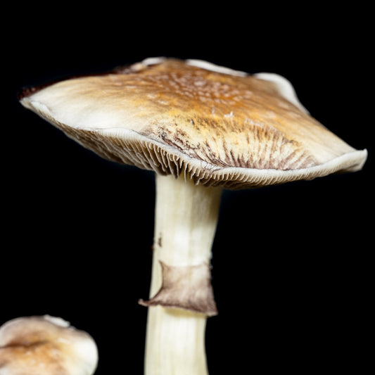 White Golden Teacher Cap