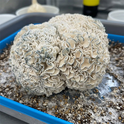 Enigma Mushroom Spores