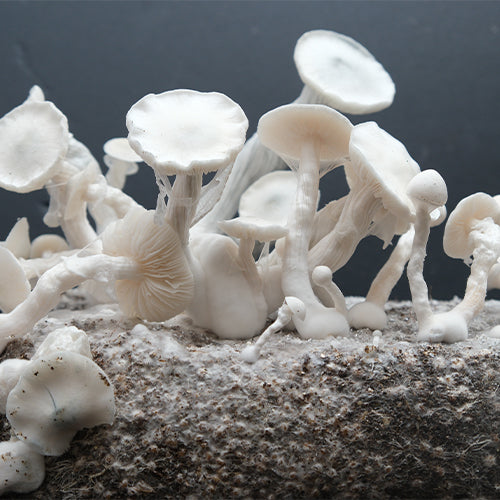 Ghost True Albino Mushrooms