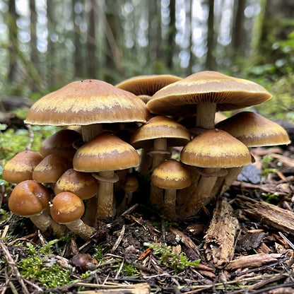 Golden Halo Mushrooms