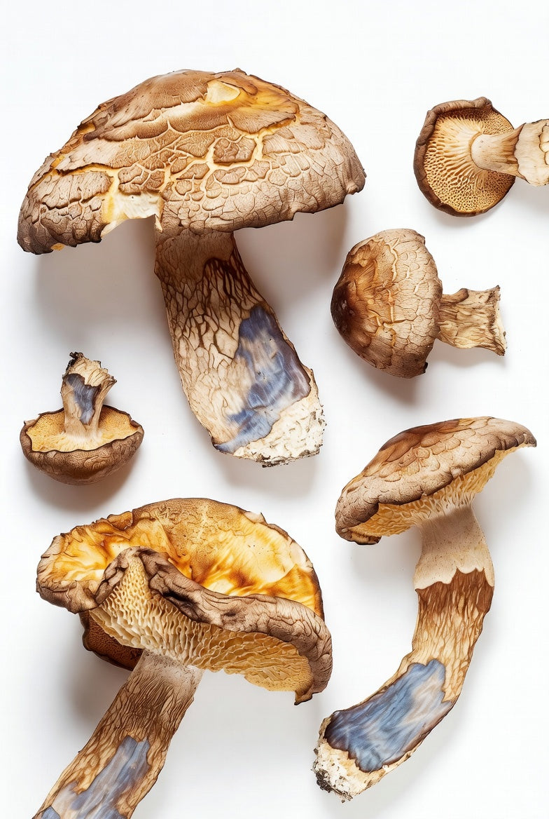 Brown mushrooms with a blueish tint on a white background
