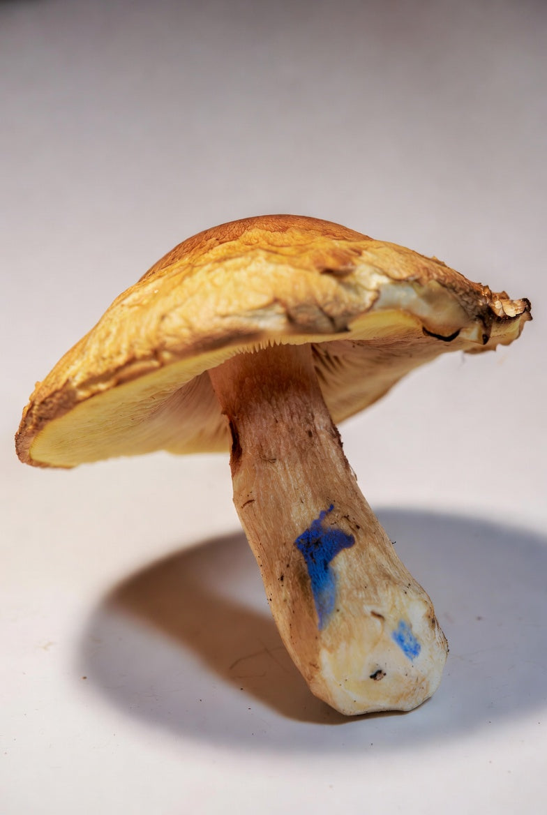 Close-up of a mushroom with a blue mark on a white background