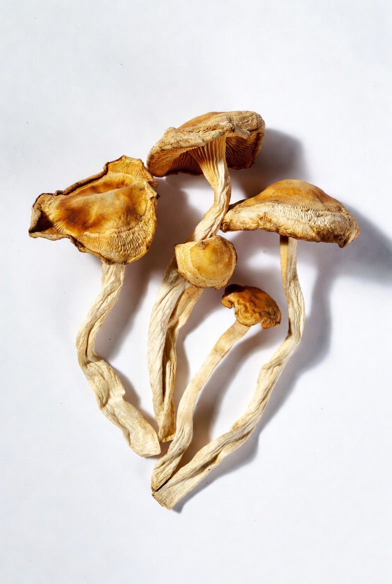 Golden Teacher Dried 