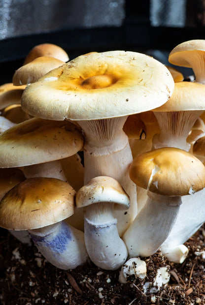 Growing Golden Teacher 