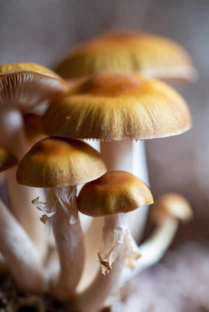 Golden Teacher  close up