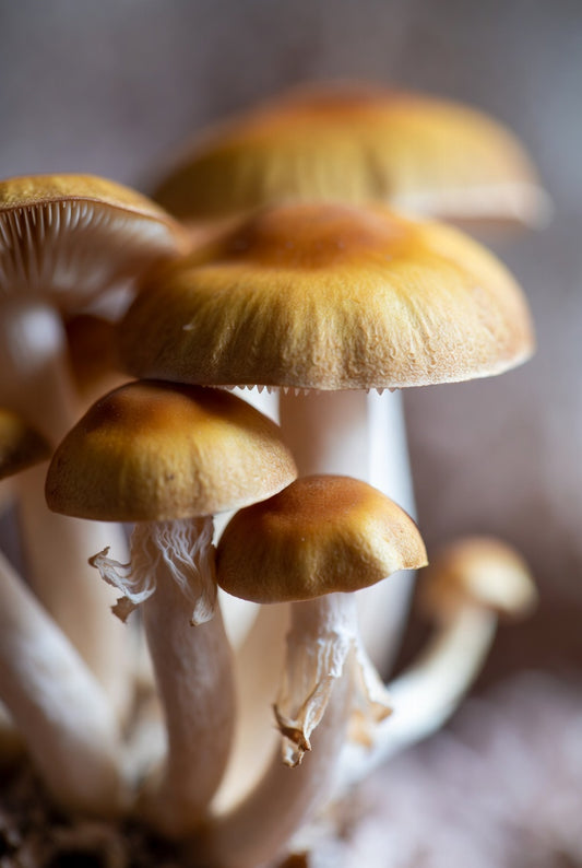 Golden Teacher  close up