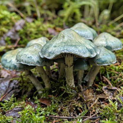 Green mushrooms growing in a forest setting with moss and leaves.