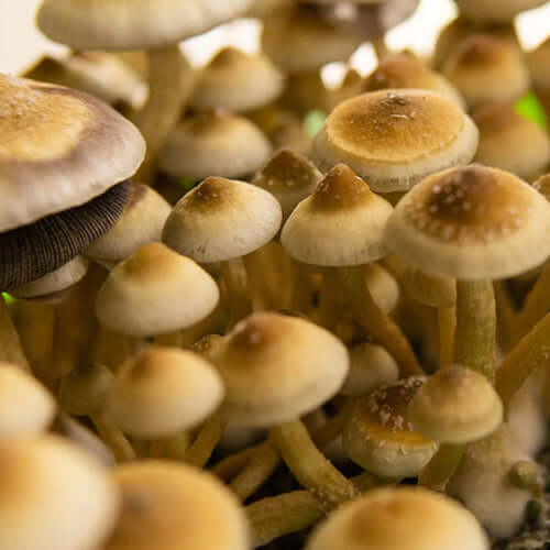 Gulf Coast Mushroom Spore Syringe