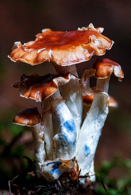 Jedi Mind Fock Mushroom Spore Syringe