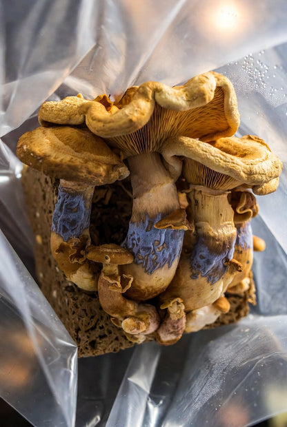 Jedi Mind Fock Mushroom Spore Syringe