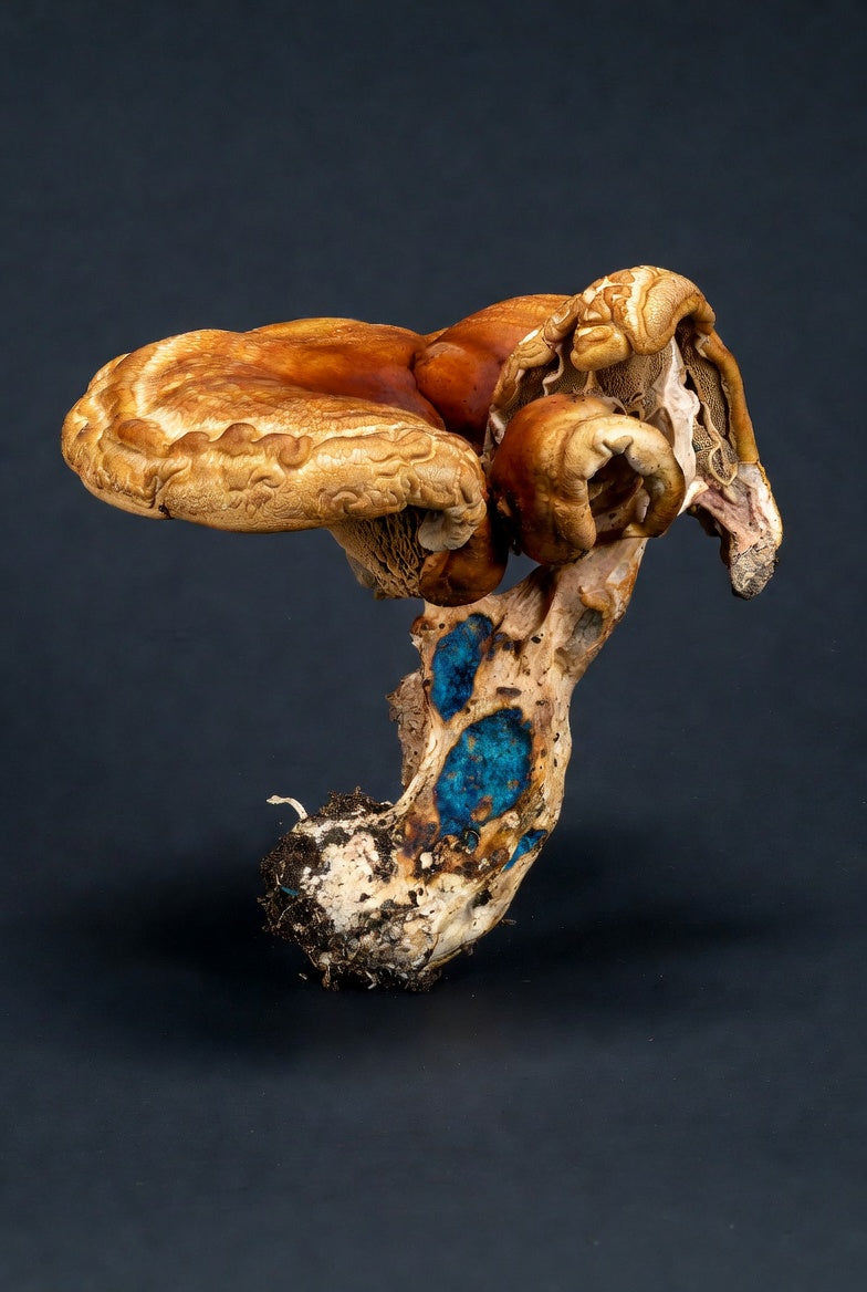 Jedi Mind Fock Mushroom Spore Syringe