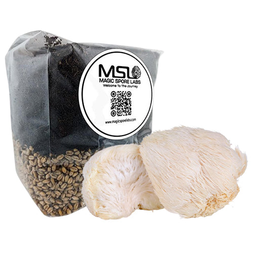 Magic Spore Labs Lions Mane Mushroom Grow Bag