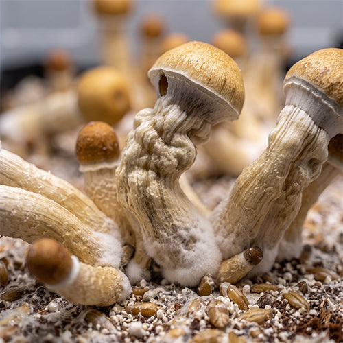 Melmac Mushrooms