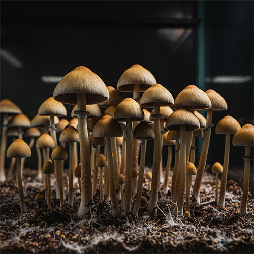 Mexicana Mushroom Spores