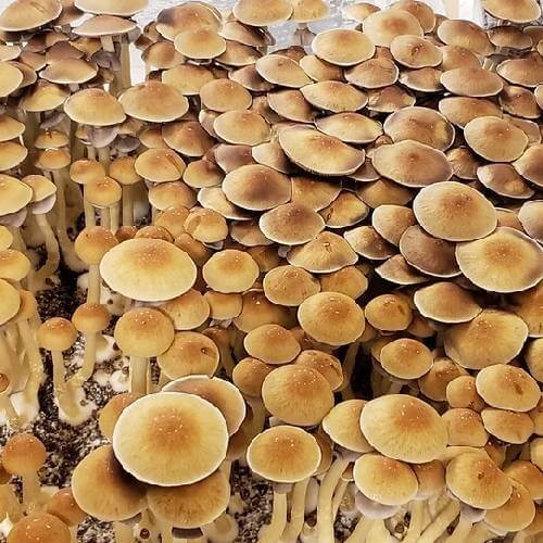 Mushroom Spore Syringe Mystery 3-Pack