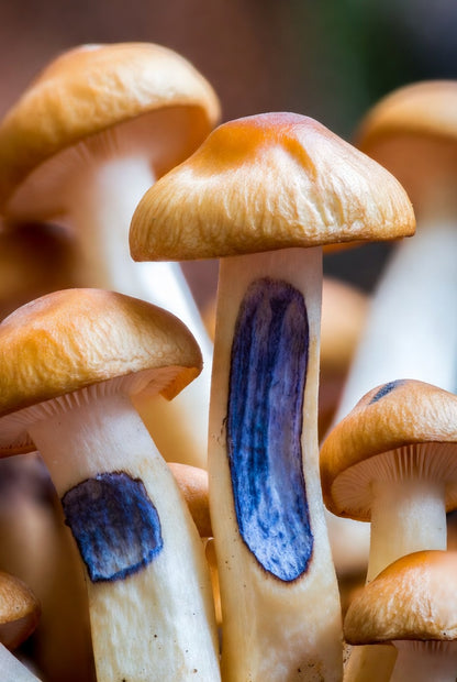Close-up of mushrooms with blue spots on a blurred background