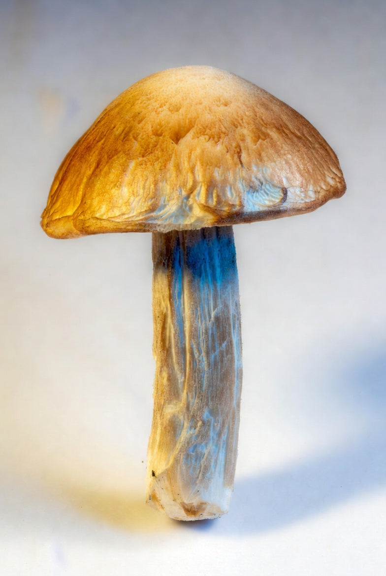 Close-up of a mushroom with a brown cap and blue stem on a white background